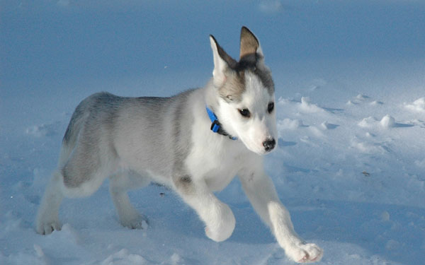 Сибирска хаска куче